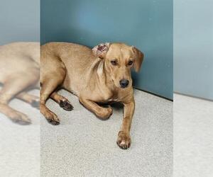 Mutt Dogs for adoption in Newton, NC, USA