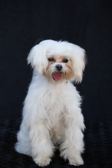 Maltese-Unknown Mix Dogs for adoption in San Pedro, CA, USA