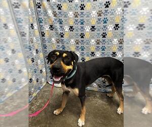 Rotterman Dogs for adoption in Rosenberg, TX, USA