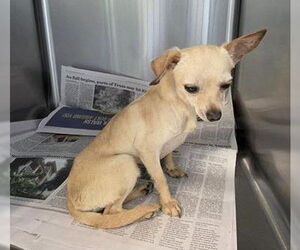 Chihuahua Dogs for adoption in San Antonio, TX, USA