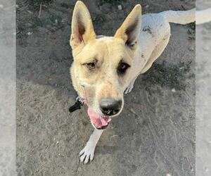 Gerberian Shepsky Dogs for adoption in Santa Maria, CA, USA
