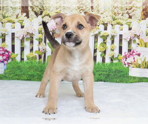 Mutt Dogs for adoption in Oroville, CA, USA