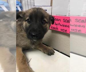 German Shepherd Dog-Unknown Mix Dogs for adoption in Conroe, TX, USA
