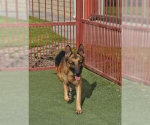 German Shepherd Dog Dogs for adoption in Upland, CA, USA