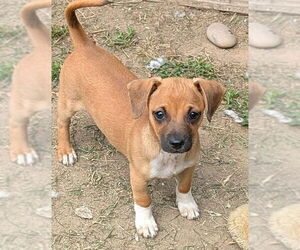 Mutt Dogs for adoption in San Bernardino, CA, USA