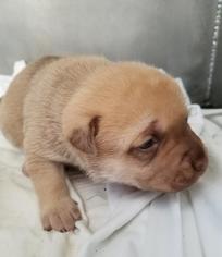 Medium Photo #1 American Staffordshire Terrier-Unknown Mix Puppy For Sale in San Antonio, TX, USA