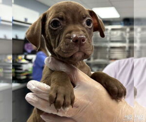 Labrador Retriever-Retriever Mix Dogs for adoption in Washington, DC, USA