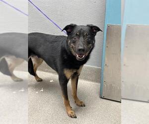 Rottweiler-Unknown Mix Dogs for adoption in Las Vegas, NV, USA