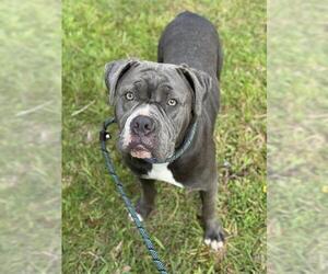 American Staffordshire Terrier Dogs for adoption in Fort Lauderdale, FL, USA