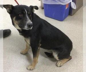 Mutt Dogs for adoption in Riverside, CA, USA