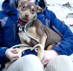 Chipin Dogs for adoption in Ridgefield, CT, USA