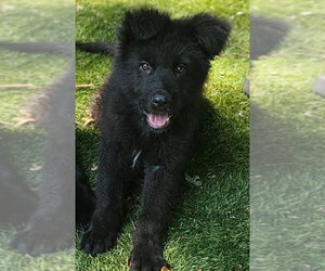 German Shepherd Dog-Unknown Mix Dogs for adoption in Woodbury, NY, USA