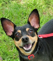 Miniature Pinscher Dogs for adoption in Murphy, NC, USA