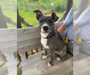 American Pit Bull Terrier Dogs for adoption in Louisville, KY, USA