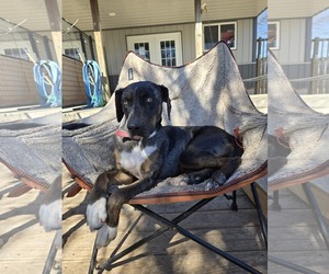 Medium Photo #5 Catahoula Leopard Dog-Unknown Mix Puppy For Sale in Coralville, IA, USA