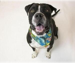 Bulloxer Dogs for adoption in Phoenix, AZ, USA