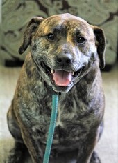 Plott Hound-Unknown Mix Dogs for adoption in Washougal, WA, USA