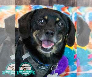 Colonial Cocker Spaniel-Dachshund Mix Dogs for adoption in Kennesaw, GA, USA