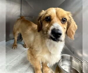 Mutt Dogs for adoption in San Bernardino, CA, USA