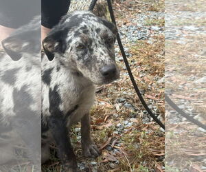 Catahoula Leopard Dog-Unknown Mix Dogs for adoption in Albemarle, NC, USA
