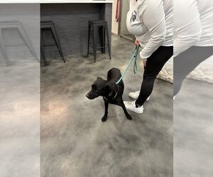 Labrador Retriever-Unknown Mix Dogs for adoption in Las Vegas, NV, USA