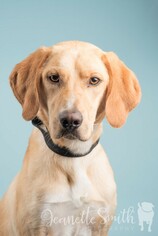 Shih-Poo Dogs for adoption in Jonesboro, GA, USA