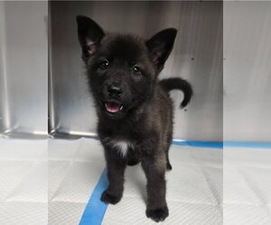 German Shepherd Dog-Unknown Mix Dogs for adoption in Lakewood, CO, USA