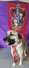 Keeshond-Labrador Retriever Mix Dogs for adoption in Trenton, MO, USA