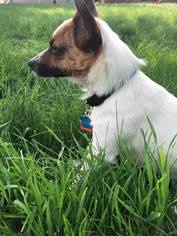 Cojack Dogs for adoption in Minneapolis, MN, USA