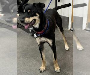 Shepweiller Dogs for adoption in Forestville, MD, USA