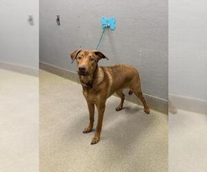 German Shepherd Dog-Unknown Mix Dogs for adoption in Las Vegas, NV, USA