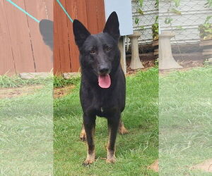 German Shepherd Dog-Unknown Mix Dogs for adoption in Wetumpka, AL, USA