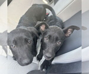 Labrador Retriever-Unknown Mix Dogs for adoption in San Diego, CA, USA