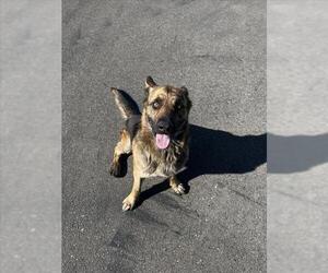 German Shepherd Dog Dogs for adoption in Tracy, CA, USA