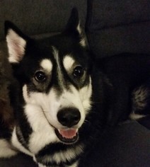 Alaskan Husky Dogs for adoption in Montgomery, TX, USA