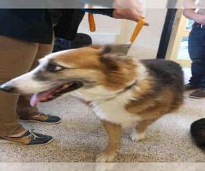 Border Collie Dogs for adoption in Georgetown, TX, USA