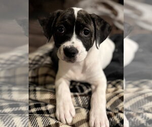 American Bulldog-Anatolian Shepherd Mix Dogs for adoption in Royal Palm Beach, FL, USA