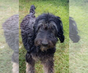 Labrador Retriever-Unknown Mix Dogs for adoption in Evansville, IN, USA