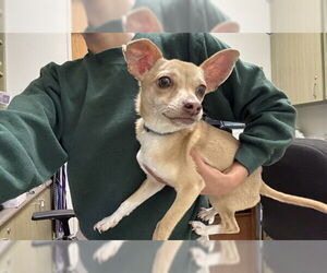 Chihuahua Dogs for adoption in Plano, TX, USA