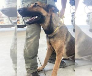 German Shepherd Dog Dogs for adoption in Bakersfield, CA, USA