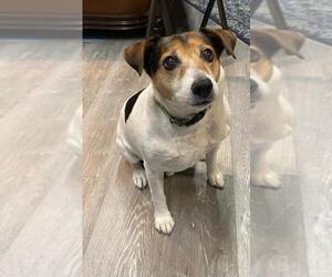 Parson Russell Terrier Dogs for adoption in Moorpark, CA, USA