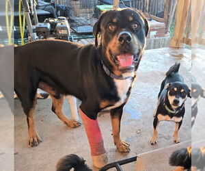 Medium Photo #4 Rottweiler Puppy For Sale in San Antonio, TX, USA