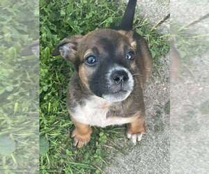 Mutt Dogs for adoption in Glen Haven, WI, USA