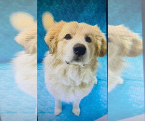 Great Pyrenees-Unknown Mix Dogs for adoption in Croydon, NH, USA