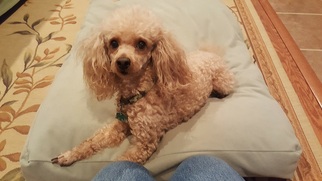 Poodle (Toy) Dogs for adoption in Lafayette, LA, USA