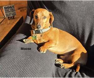 Dachshund Dogs for adoption in Sioux Falls, SD, USA