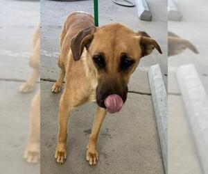 Mutt Dogs for adoption in Bakersfield, CA, USA