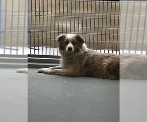 Australian Shepherd Dogs for adoption in Riverside, CA, USA