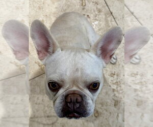 French Bulldog Dogs for adoption in Boca Raton, FL, USA