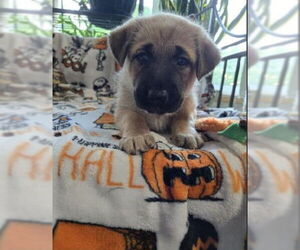 German Shepherd Dog-Unknown Mix Dogs for adoption in Kansas City, MO, USA